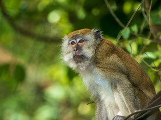 Facing portrait of a Long-tailed Macaque (Macaca fascicularis)