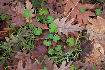 Clovers and leaves autumn background.