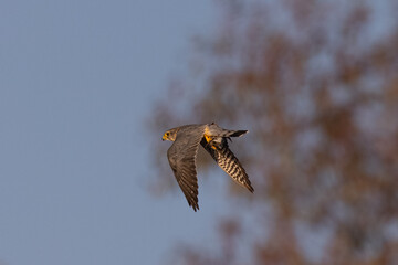 Extremely close view of a peregrine falcon  flying with a small bird in its talons