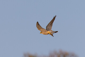 Extremely close view of a peregrine falcon  flying with a small bird in its talons