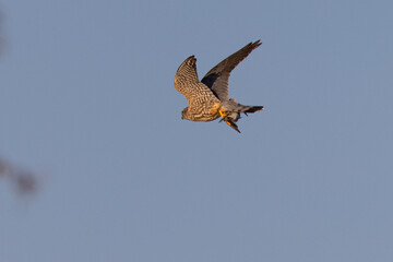Extremely close view of a peregrine falcon  flying with a small bird in its talons