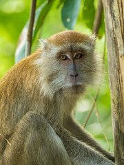 Facing portrait of a Long-tailed Macaque (Macaca fascicularis)