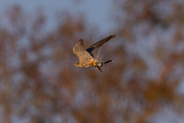 Extremely close view of a peregrine falcon  flying with a small bird in its talons