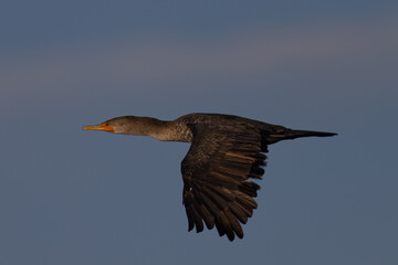 Double-crested cormorant in beautiful light, seen in the wild in North California 
