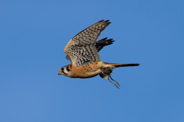 Extremely close view of a male kestrel flying with a small bird in his talons
