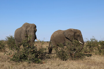 Fototapeta premium Afrikanischer Elefant / African elephant / Loxodonta africana