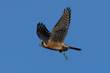 Extremely close view of a male kestrel flying with a small bird in his talons