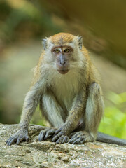 Facing portrait of a Long-tailed Macaque (Macaca fascicularis)