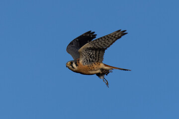 Fototapeta premium Extremely close view of a male kestrel flying with a small bird in his talons