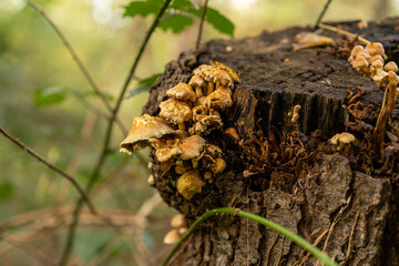 mushrooms on a tree in the forest