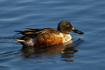 Northern Shoveler in beautiful light, seen in the wild in North California