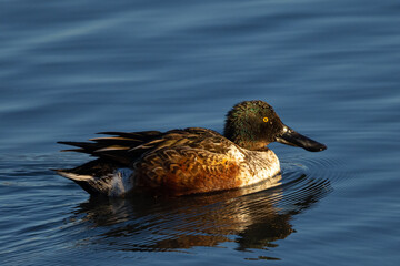 Northern Shoveler in beautiful light, seen in the wild in North California