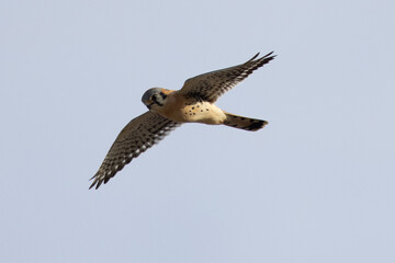 Extremely close view of a male kestrel flying in beautiful light