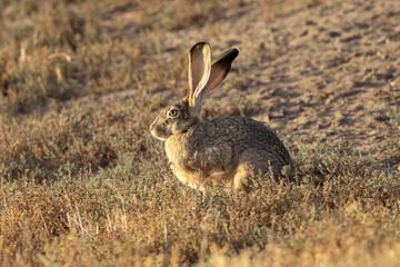 Very close view of a black-tailed jackrabbit, seen in the wild near a north California marsh 