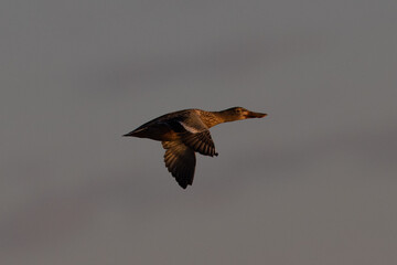 Panning view of a female wild duck,  seen in a North California marsh