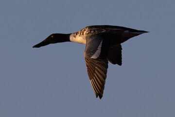 Northern Shoveler flying in beautiful light, seen in the wild in North California
