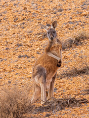 Male Red Kangaroo (Macropus rufus) standing in the Australian outback and looking at the camera.