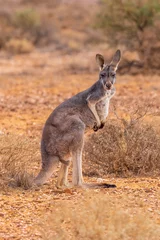 Male Red Kangaroo (Macropus rufus) standing in the Australian outback and looking at the camera. © wrightouthere