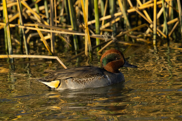 Male Green-winged Teal, seen in a North California marsh