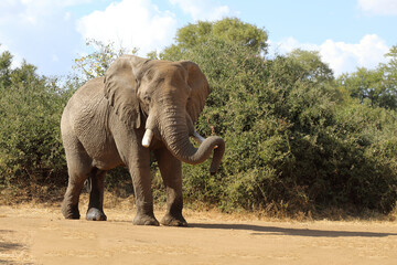 Afrikanischer Elefant / African elephant / Loxodonta africana