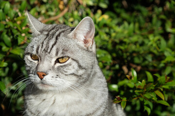 portrait of a Tabby cat