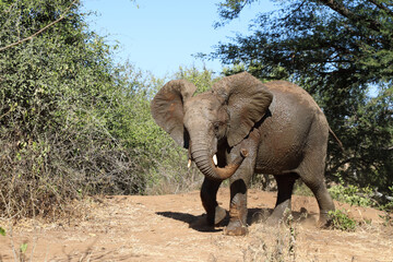 Fototapeta premium Afrikanischer Elefant / African elephant / Loxodonta africana.