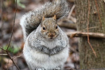 Closeup of a grey squirrel standing up on the ground and looking at camera