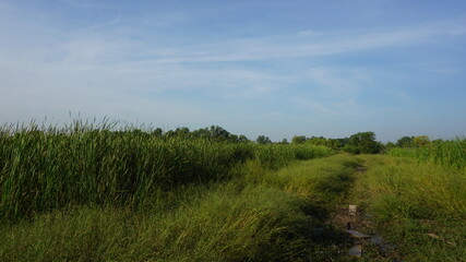 grass and sky