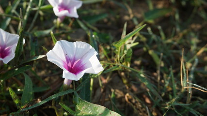 pink magnolia flower