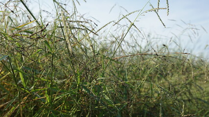 grass in the wind