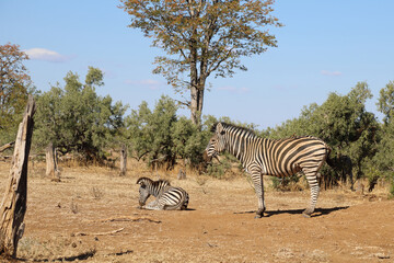Obraz premium Steppenzebra / Burchell's Zebra / Equus burchellii...