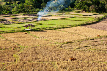 Small hut in the highhill cultivated rice fields