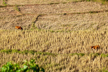 cows eating Straw in the cultivated rice fields