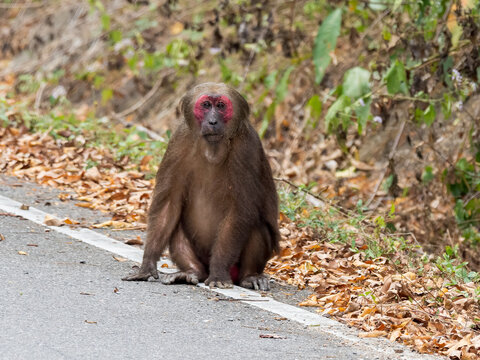 A lone adult Stump-tailed Macaque (Macaca arctoides) sitting on the ground with foliage in the background.