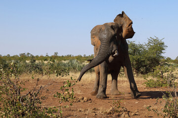 Afrikanischer Elefant / African elephant / Loxodonta africana