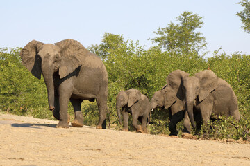 Fototapeta premium Afrikanischer Elefant / African elephant / Loxodonta africana.