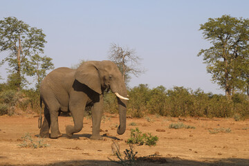 Afrikanischer Elefant / African elephant / Loxodonta africana