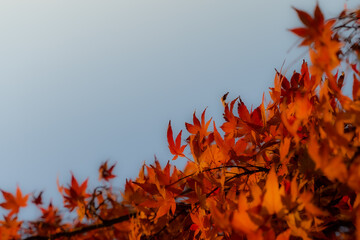 青空ともみじ