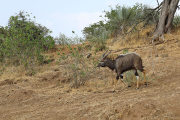 Nyala / Nyala / Tragelaphus angasii.