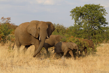 Obraz premium Afrikanischer Elefant / African elephant / Loxodonta africana.