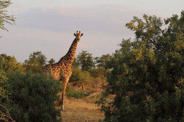 Giraffe / Giraffe / Giraffa Camelopardalis