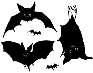 Black　bats