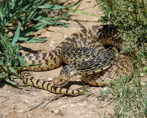 Bull Snake