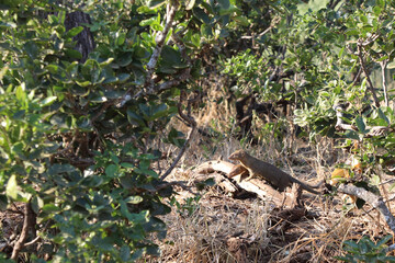 Schlankmanguste / Slender mongoose / Galerella sanguinea.