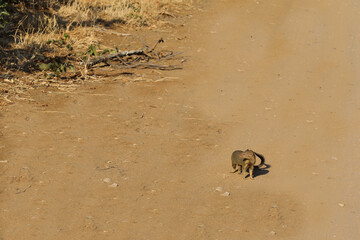 Schlankmanguste / Slender mongoose / Galerella sanguinea