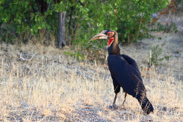 Kaffernhornrabe / Southern Ground Hornbill / Bucorvus leadbeateri