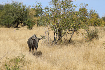 Obraz premium Streifengnu / Blue wildebeest / Connochaetes taurinus
