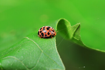 Ladybirds live on weeds in the North China Plain