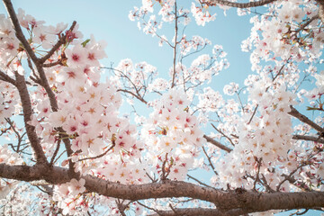 湊山公園（米子市）の満開の桜