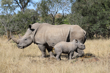 Obraz premium Breitmaulnashorn / Square-lipped Rhinoceros / Ceratotherium Simum